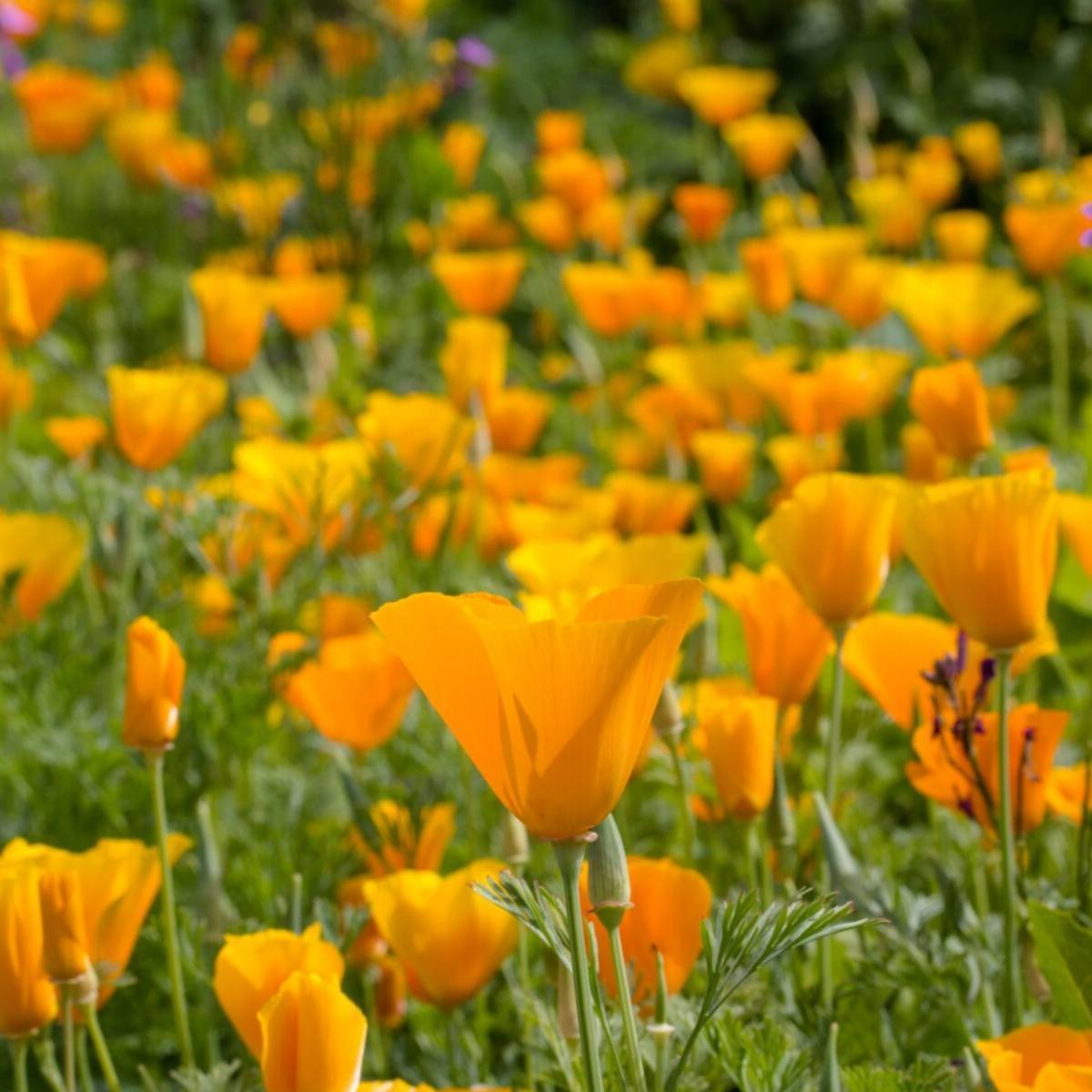 Californian Poppy- Aurantiaca Orange
